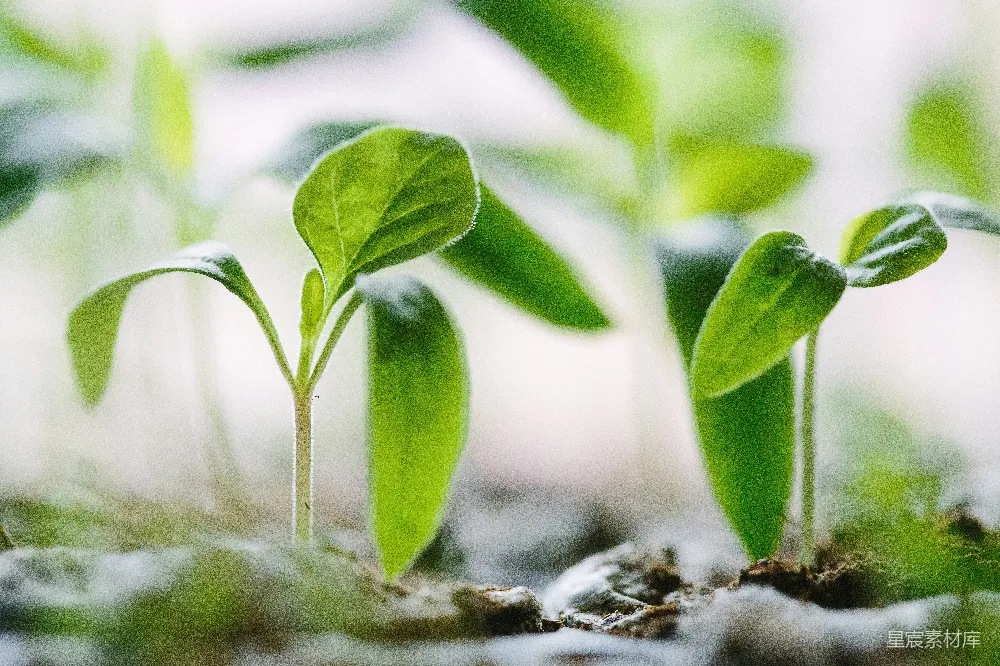 高清摄影 自然 植物 生长 清新 生机 新生的绿意
