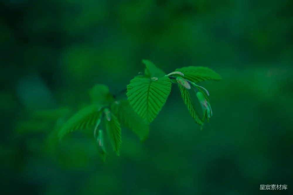 高清摄影 自然 绿色 植物 清新 春天 生机盎然的嫩绿叶片