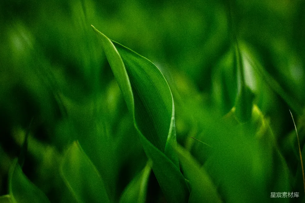 高清摄影 自然 绿色 植物 生态 清新 生机盎然的绿色植物