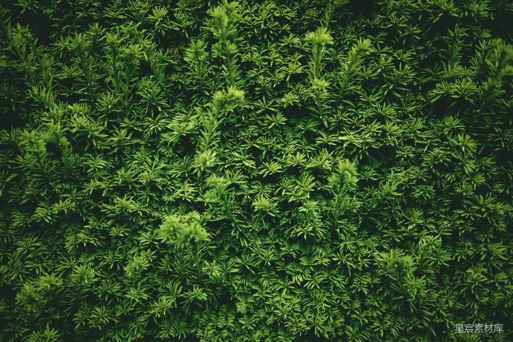 这张图片展示了密集的绿色植物纹理，呈现出一种自然、宁静的氛围。植物的叶子细长且密集，形成了一个丰富的绿色背景。适合用作设计中的自然元素，如墙面装饰、网页背景或装饰性图案。