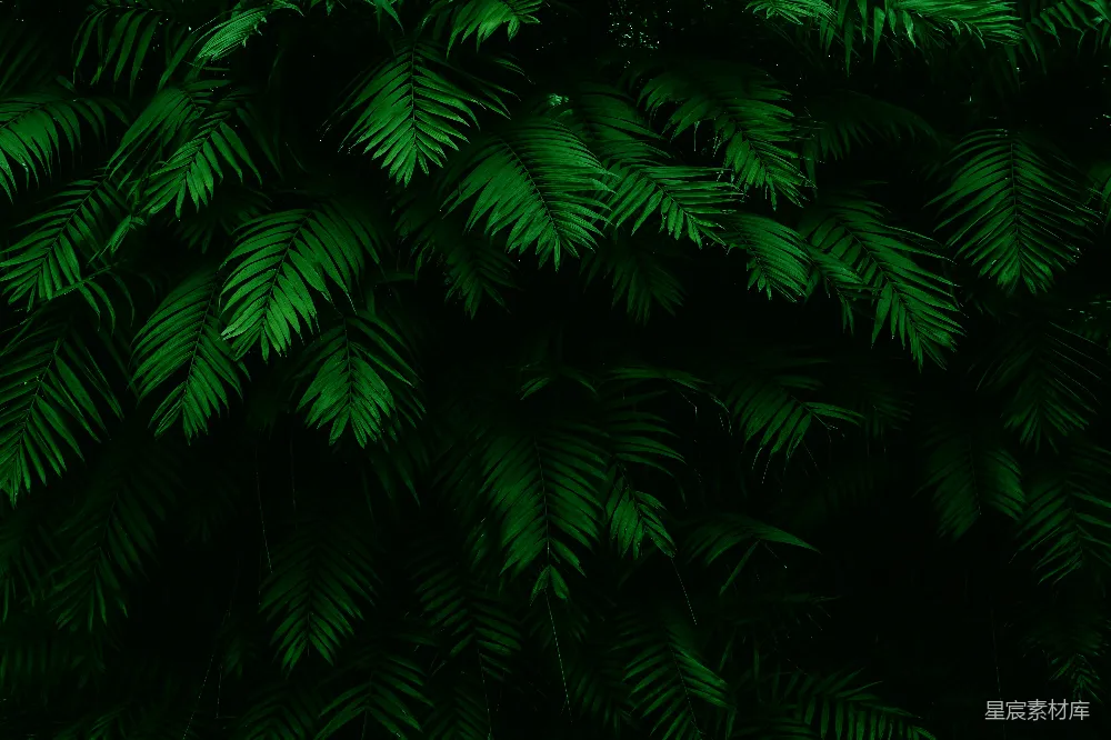 高清摄影 绿色 自然 热带 背景 植物 热带雨林的绿色叶片