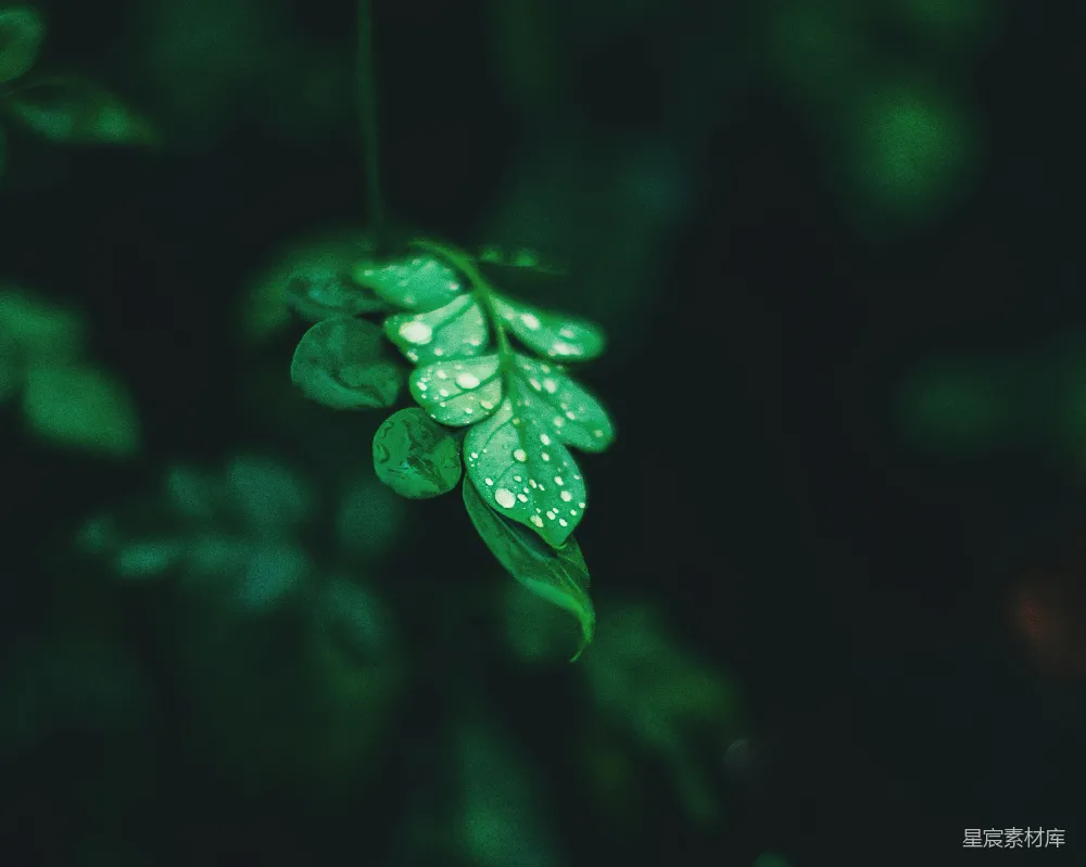 高清摄影 自然 清新 露珠 绿色 植物 露珠点缀的绿叶