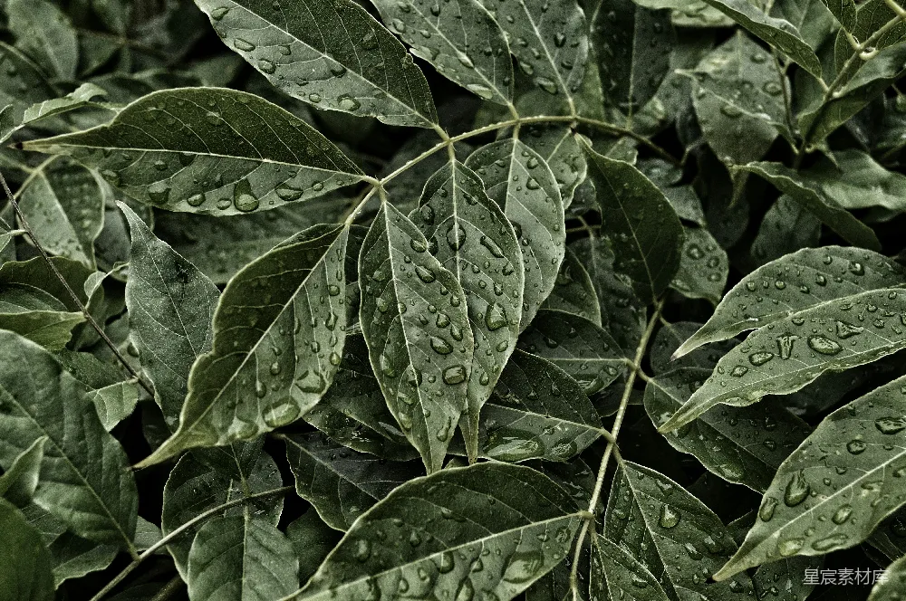 高清摄影 自然 雨滴 绿色 植物 清新 雨后绿叶的清新瞬间