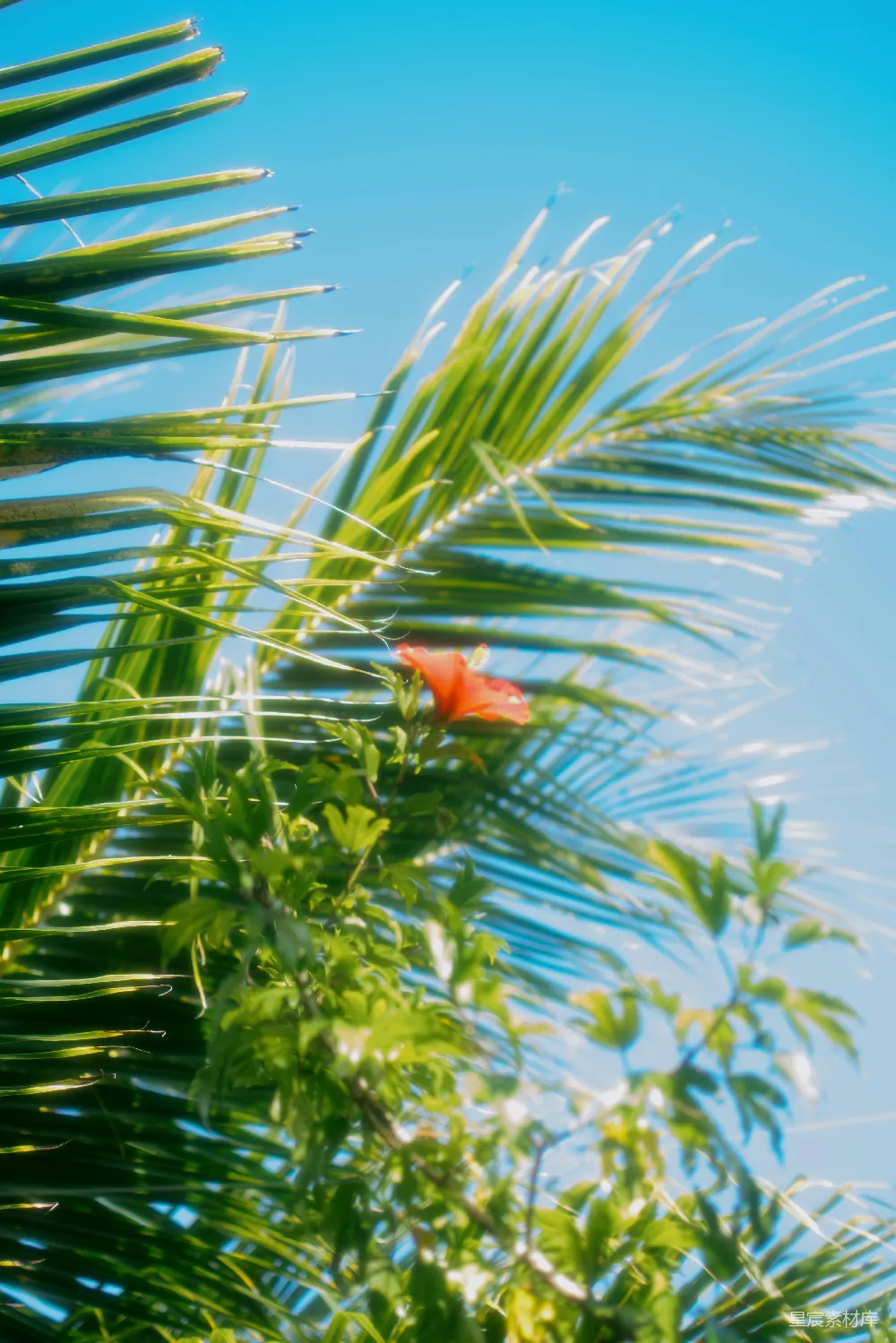 高清摄影 棕榈树 热带 花朵 自然 夏日 棕榈树下的热带风情