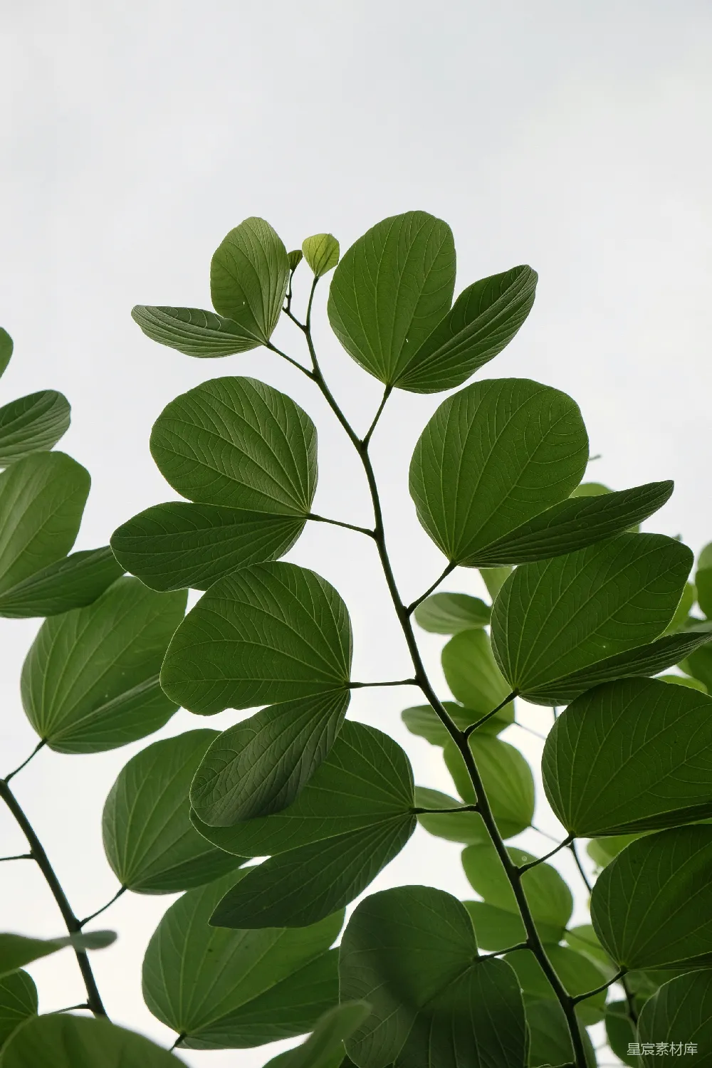 高清摄影 植物 自然 叶子 清新 背景 清新绿叶自然构图