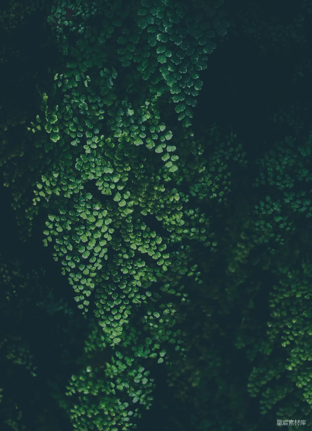 高清摄影 自然 绿色 静谧 植物 生机 绿叶的静谧