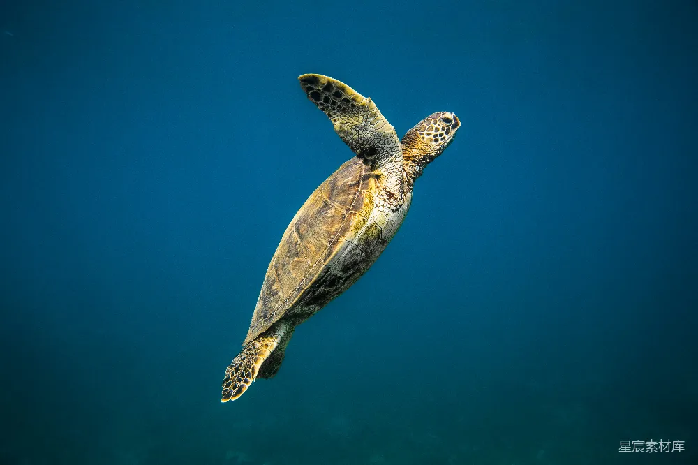 高清摄影 海龟 海洋 自然 动物 水下 海龟在蓝色海洋中游泳