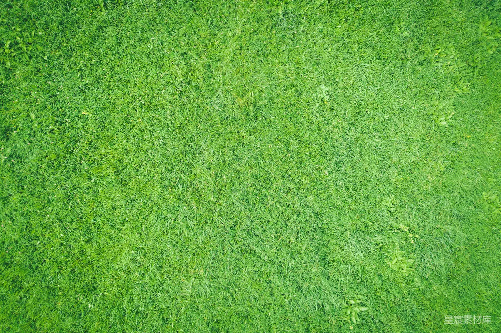高清摄影 自然 背景 户外 壁纸 绿色 草地纹理