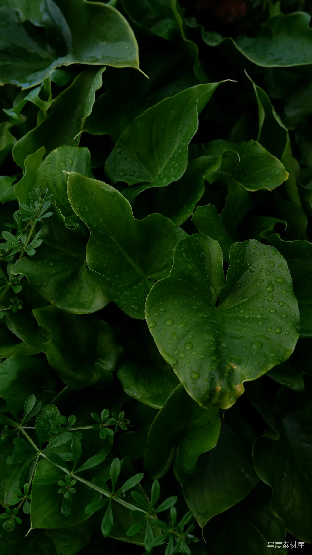 高清摄影 雨后 绿色 自然 植物 清新 雨后生机勃勃的绿叶