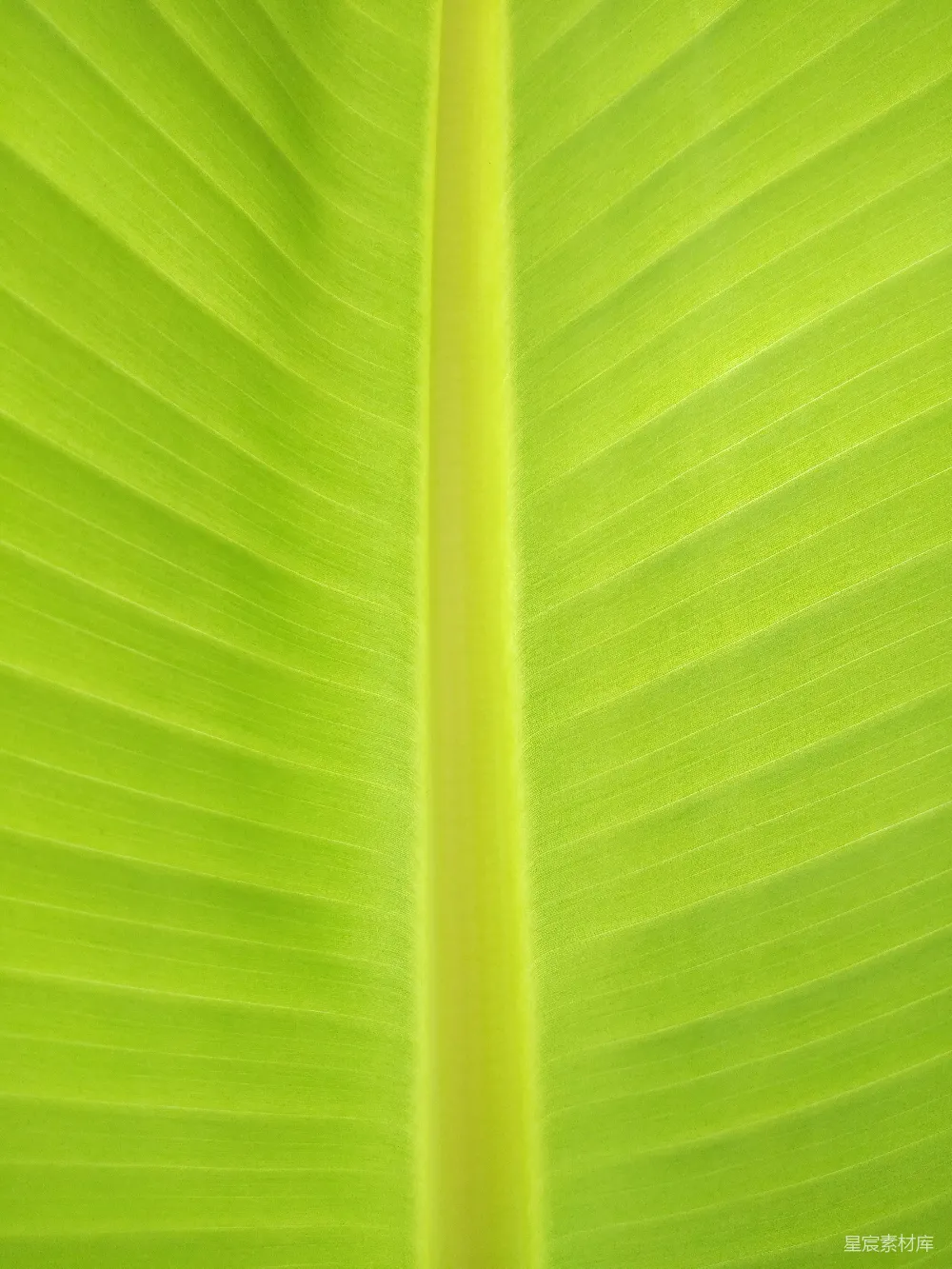 高清摄影 自然 绿色 植物 纹理 背景 翠绿香蕉叶的自然纹理