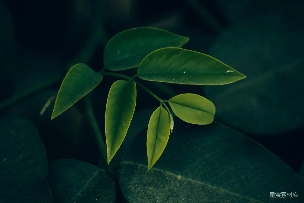 高清摄影 植物 自然 绿色 静谧 宁静 幽暗中的绿叶