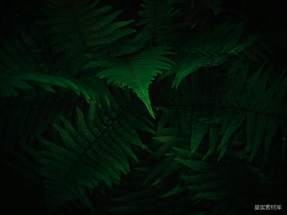 高清摄影 蕨类植物 暗色调 自然纹理 森林背景 深色主题 幽暗中的蕨类植物
