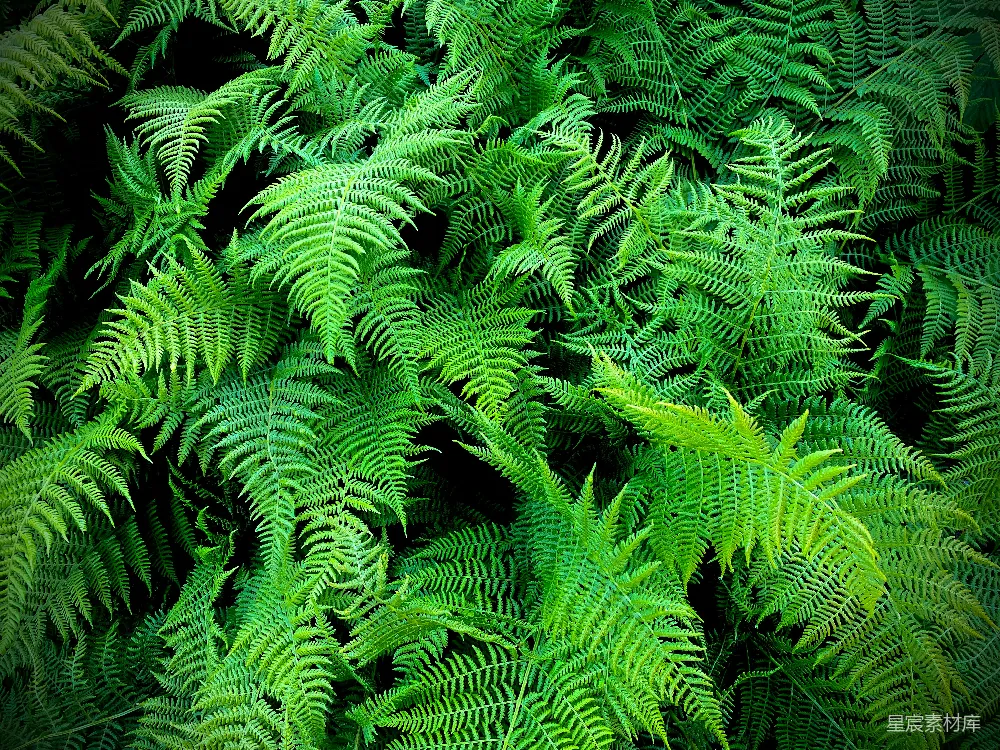 高清摄影 蕨类植物 自然 绿色 生态 背景 翠绿蕨类植物
