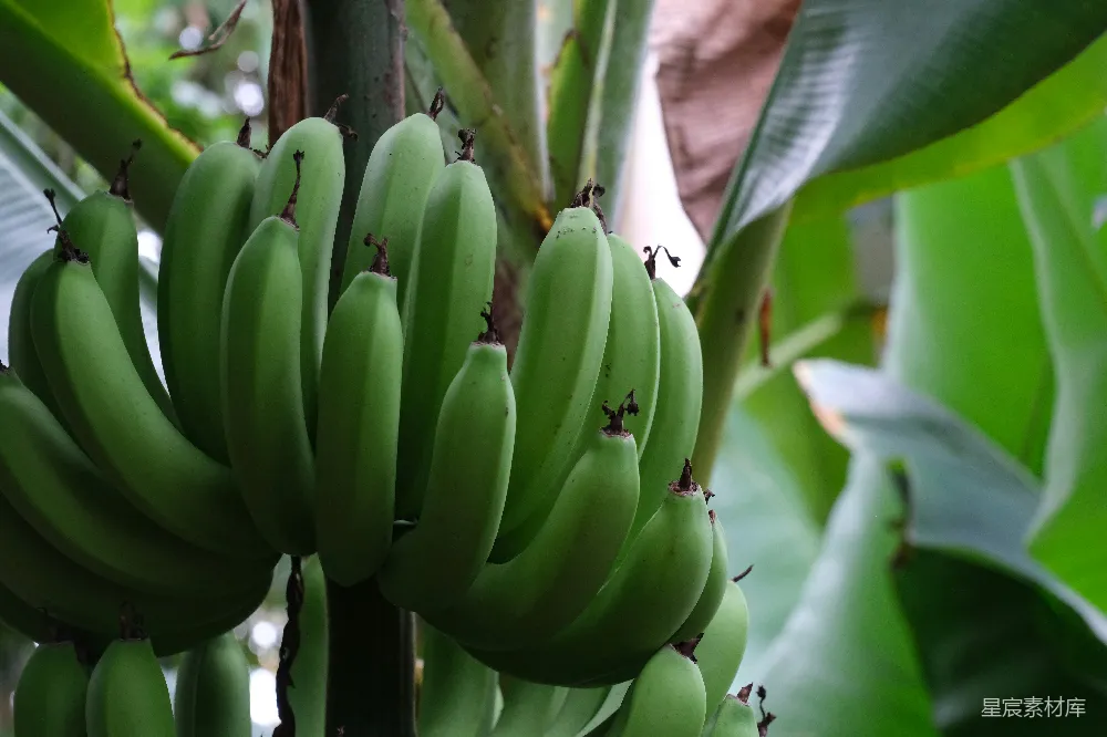 高清摄影 香蕉 热带植物 自然景观 绿色 农业 热带风情：生长中的青香蕉