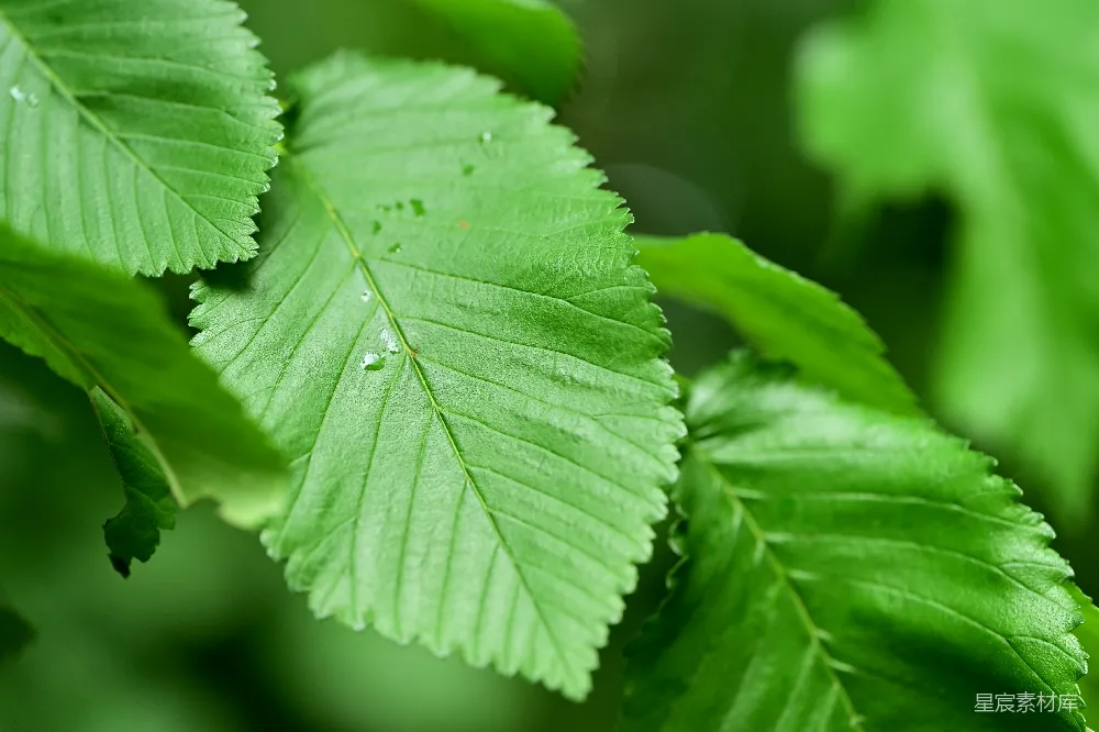 高清摄影 自然 清新 绿色 雨后 植物 雨后清新绿叶