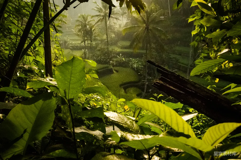 高清摄影 热带雨林 自然风光 雨后景象 绿色植被 雨后热带雨林