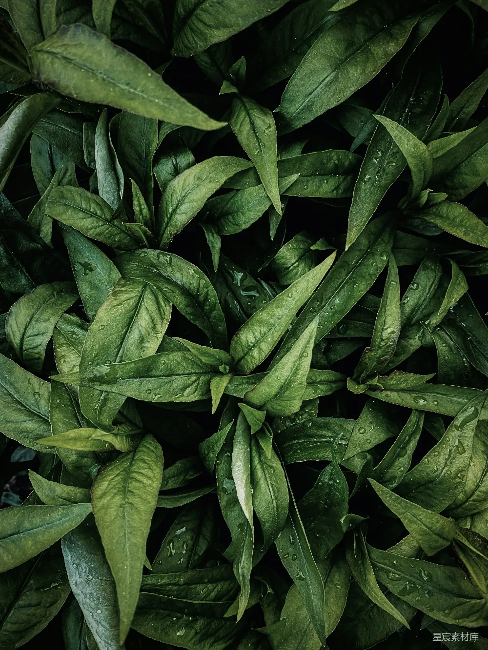 高清摄影 自然 绿色 植物 清新 生态 绿叶特写