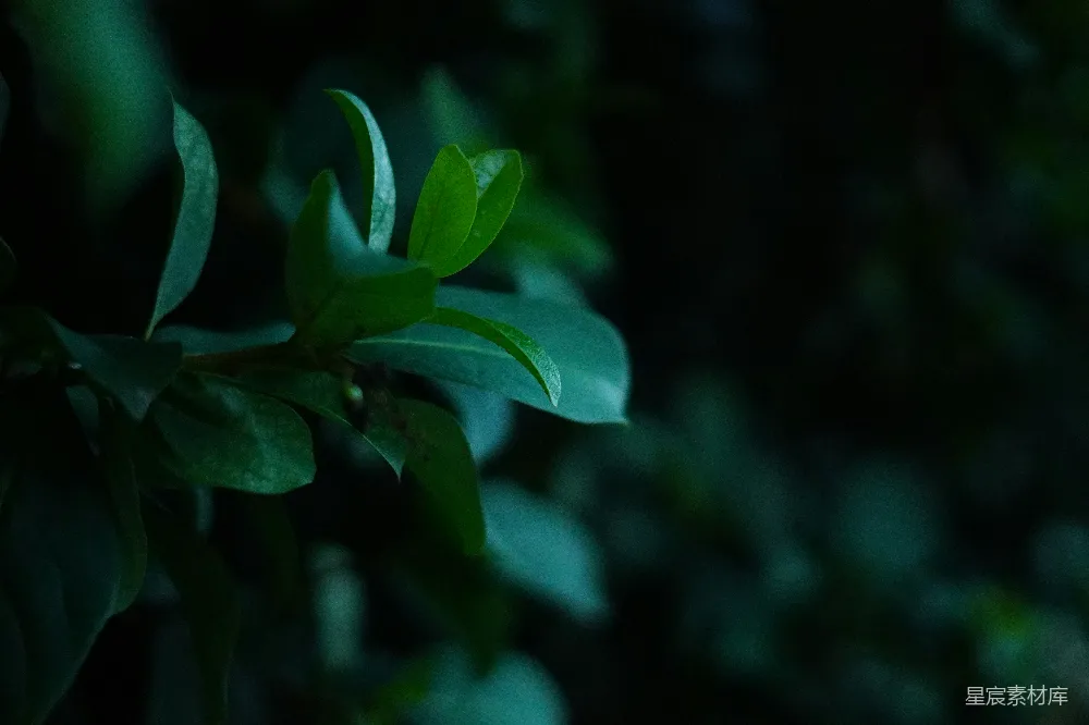 高清摄影 绿叶 自然 夜间 静谧 背景 幽暗中的绿叶