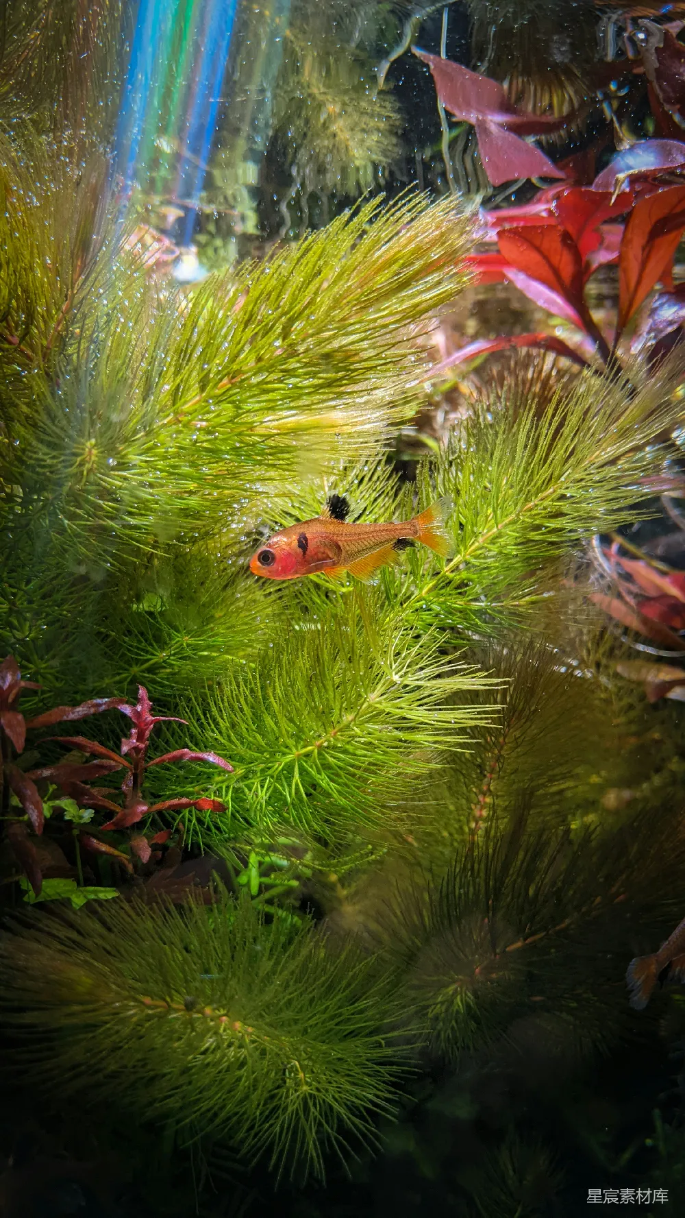 高清摄影 水族箱 鱼 绿植 自然 宁静 水族馆里的小鱼与绿植