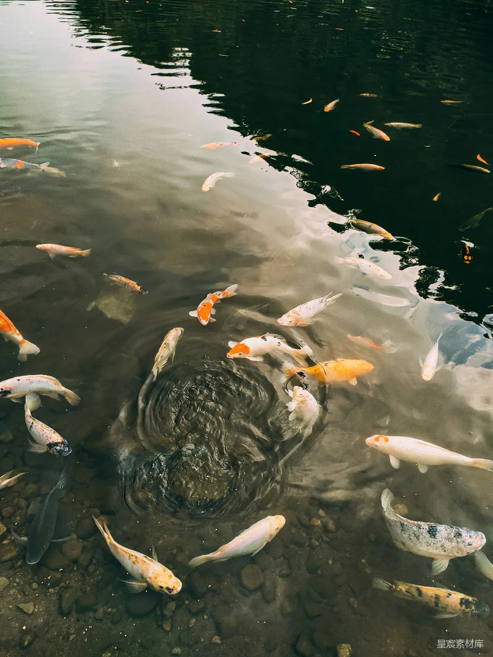 高清摄影 锦鲤 自然 水生生物 宁静 户外 池塘中的锦鲤