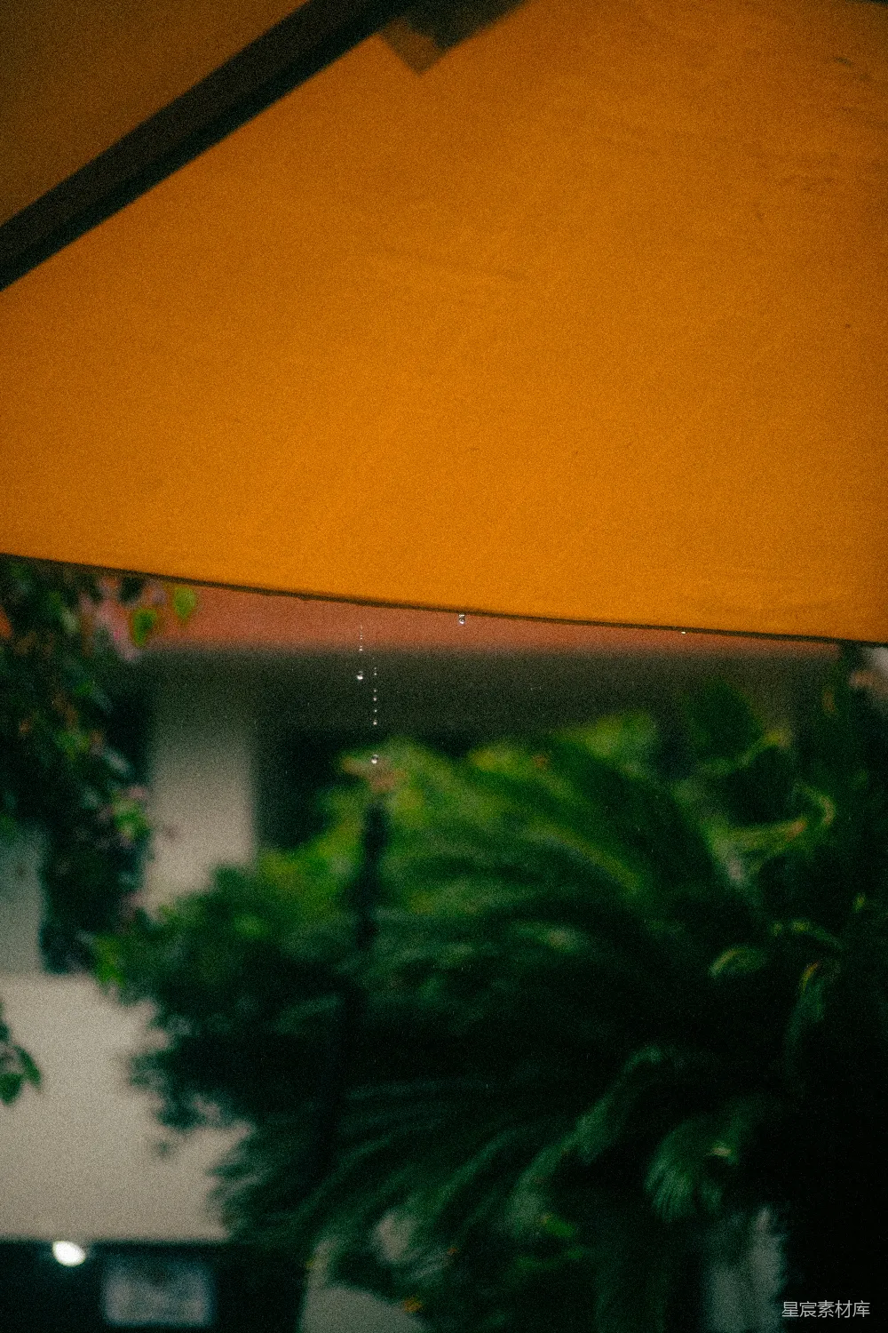 高清摄影 植物 雨后 倒影 自然 宁静 雨后植物的倒影