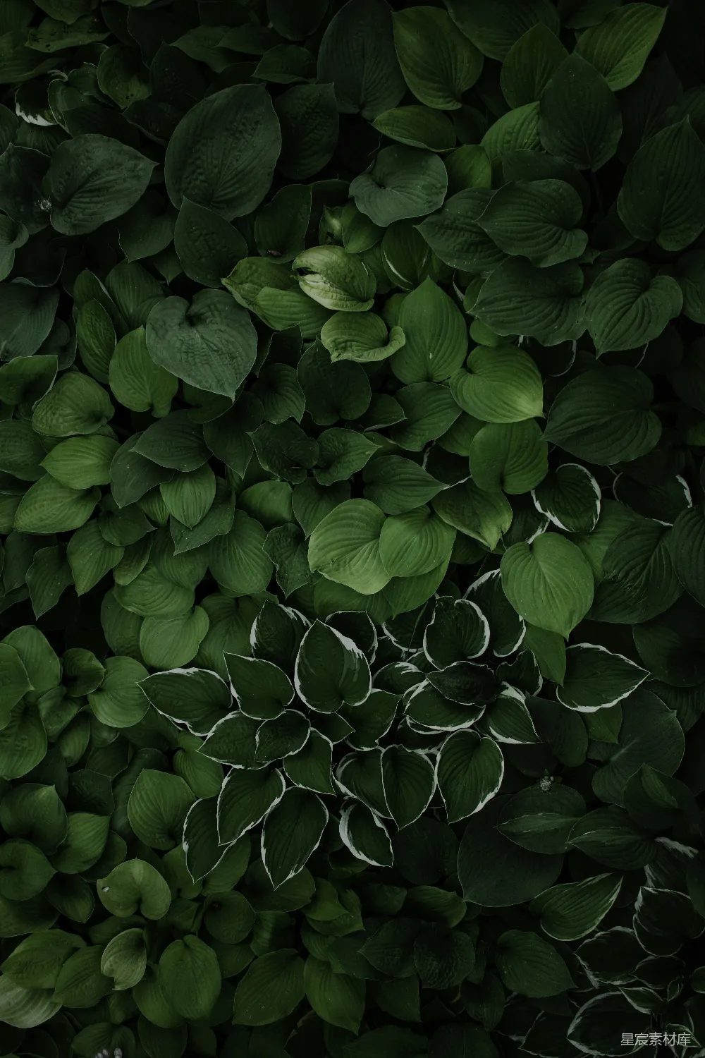 高清摄影 植物纹理 自然背景 深绿色 自然图案 户外场景 深绿色植物纹理
