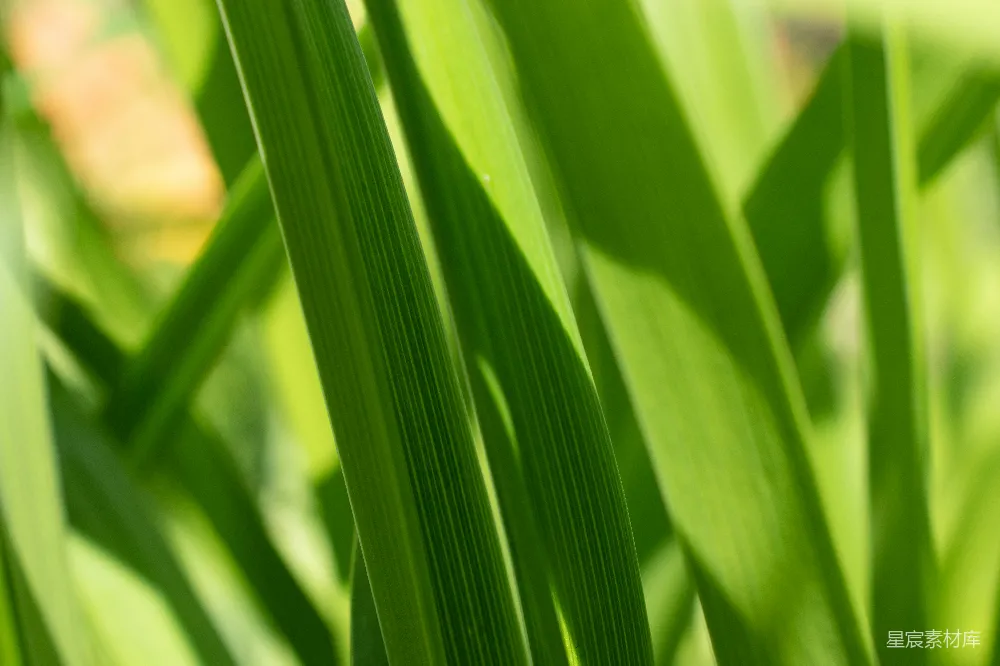 高清摄影 植物 自然 绿色 叶子 特写 绿叶特写