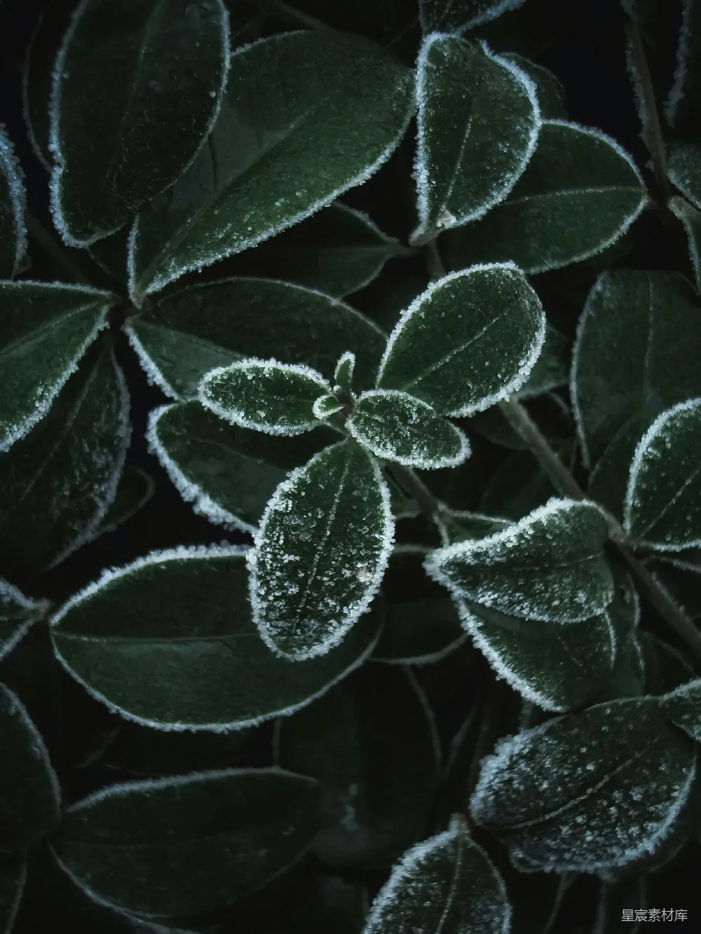 高清摄影 植物 自然 冬日 静谧 细节 霜降的绿叶