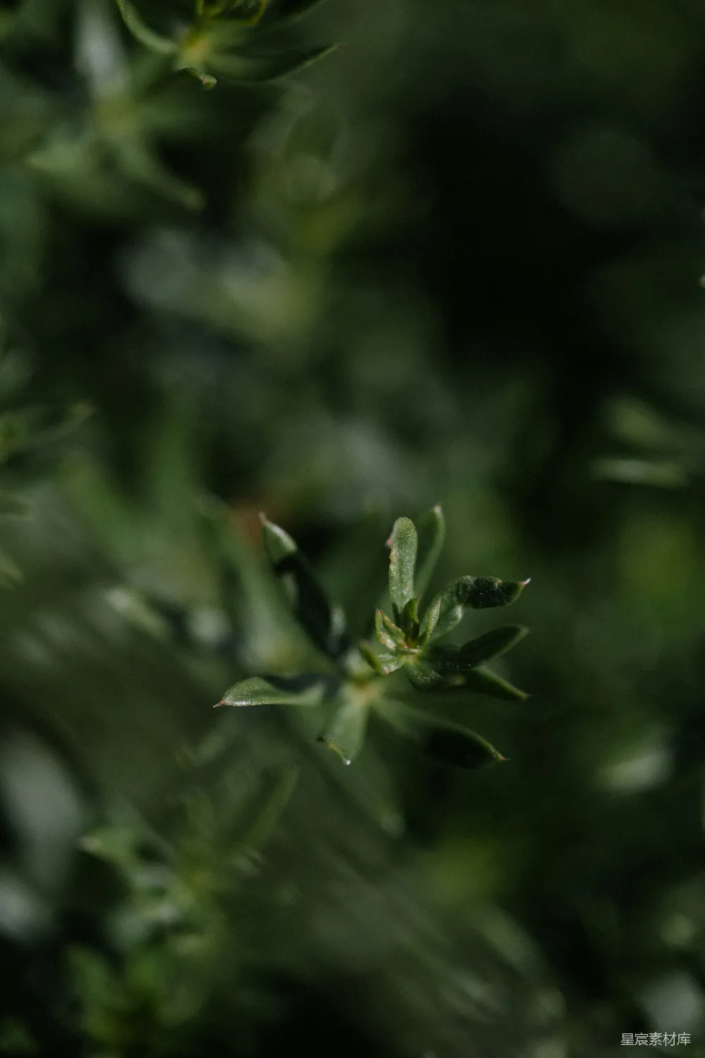 高清摄影 自然 植物 微距摄影 宁静 清新 微光下的绿叶