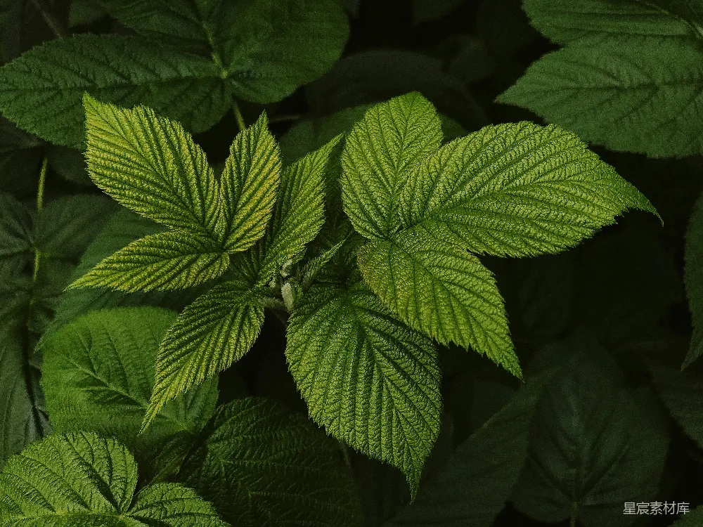 高清摄影 自然 植物 光影 清新 生态 阳光下的绿叶特写