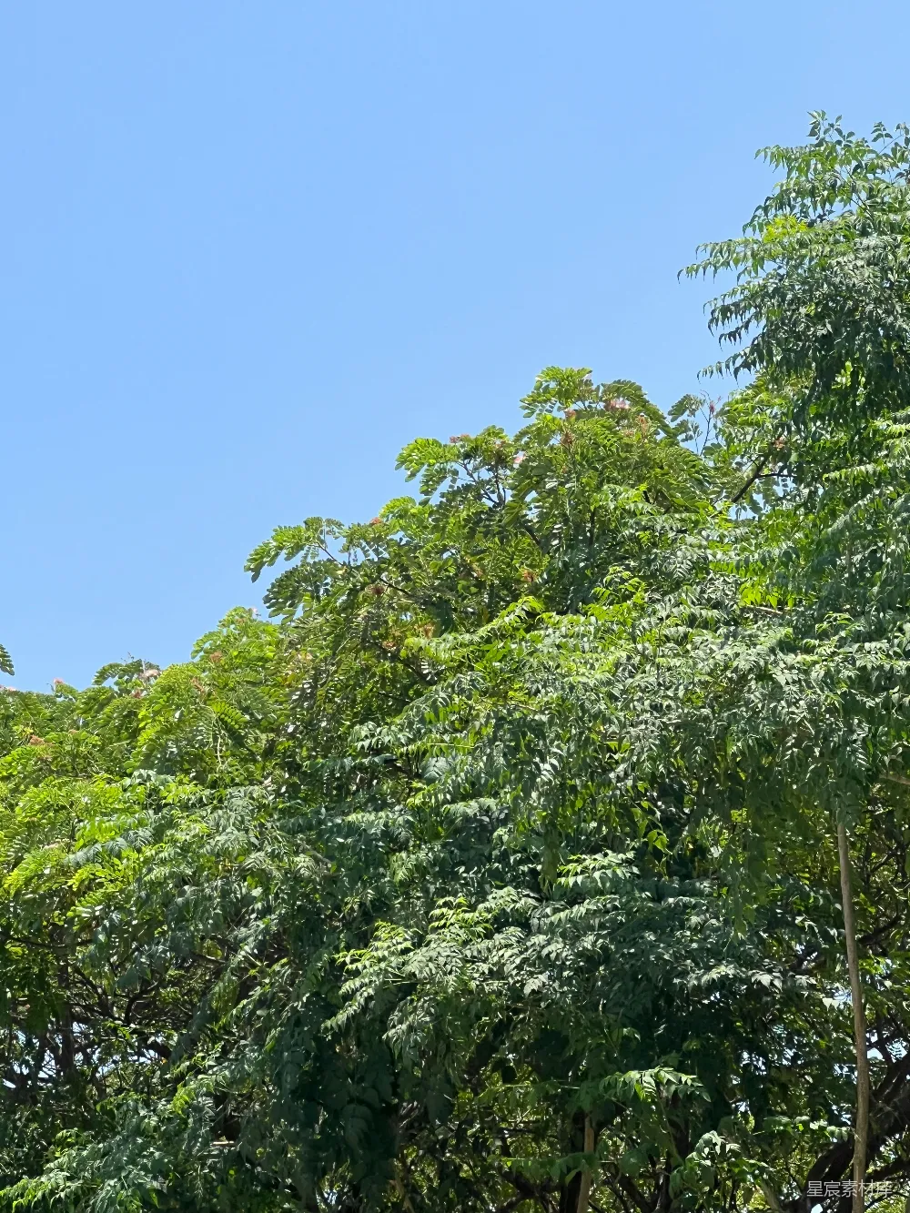 高清摄影 自然 树木 蓝天 清新 户外 蓝天下的绿树