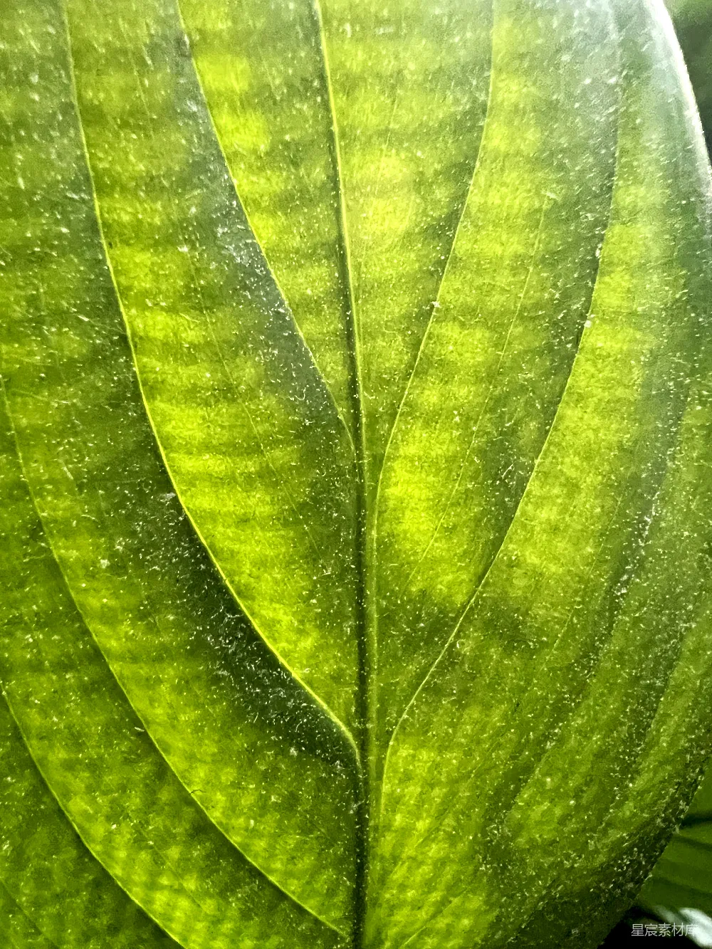 高清摄影 自然 植物 叶片 绿色 生态 生机盎然的绿色叶片