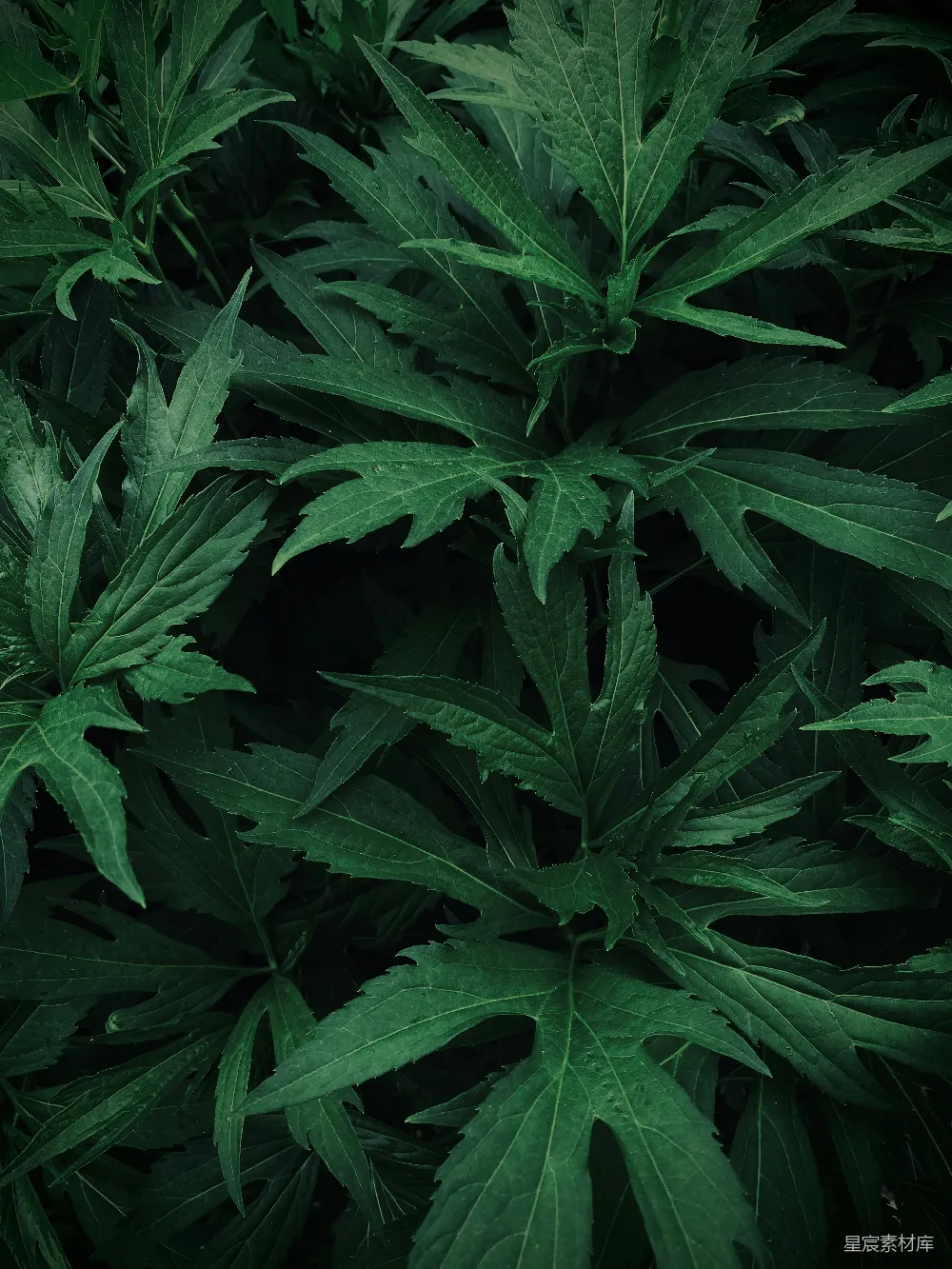 高清摄影 植物 自然 深色 叶子 纹理 深绿色植物叶片特写