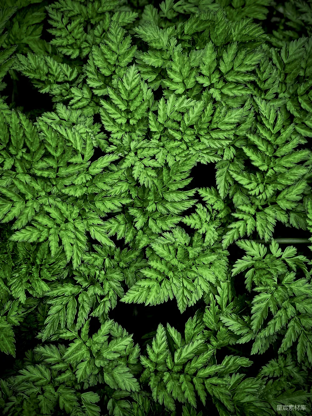 高清摄影 自然 艺术 生态 绿色 图案 绿色植物的自然图案