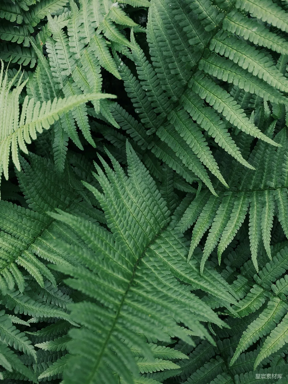 高清摄影 蕨类植物 自然纹理 绿色 生态 户外 蕨类植物的自然纹理