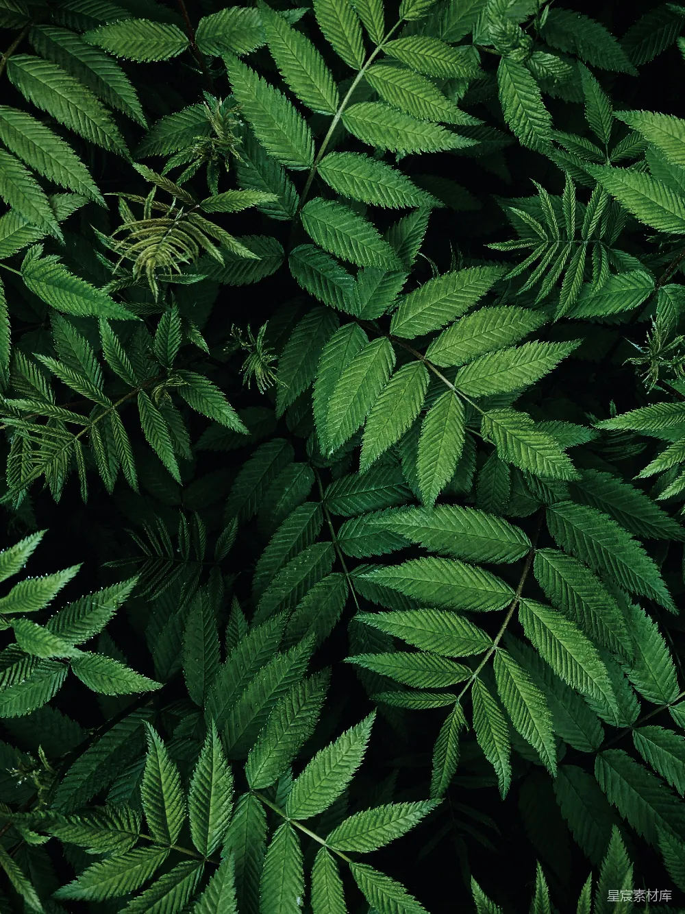 高清摄影 蕨类植物 自然 绿色 生态 背景 翠绿的蕨类植物