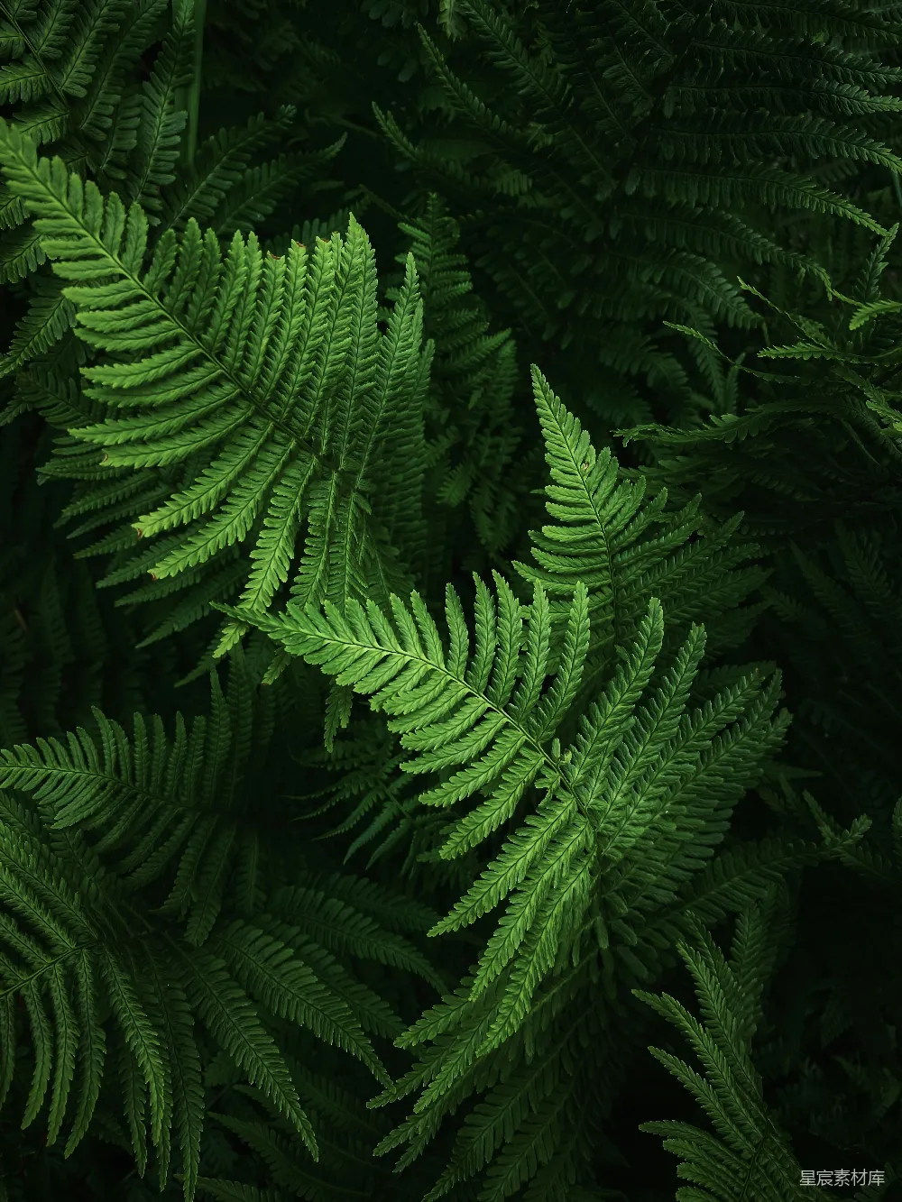 高清摄影 蕨类植物 自然 绿色 生态 宁静 翠绿的蕨类植物