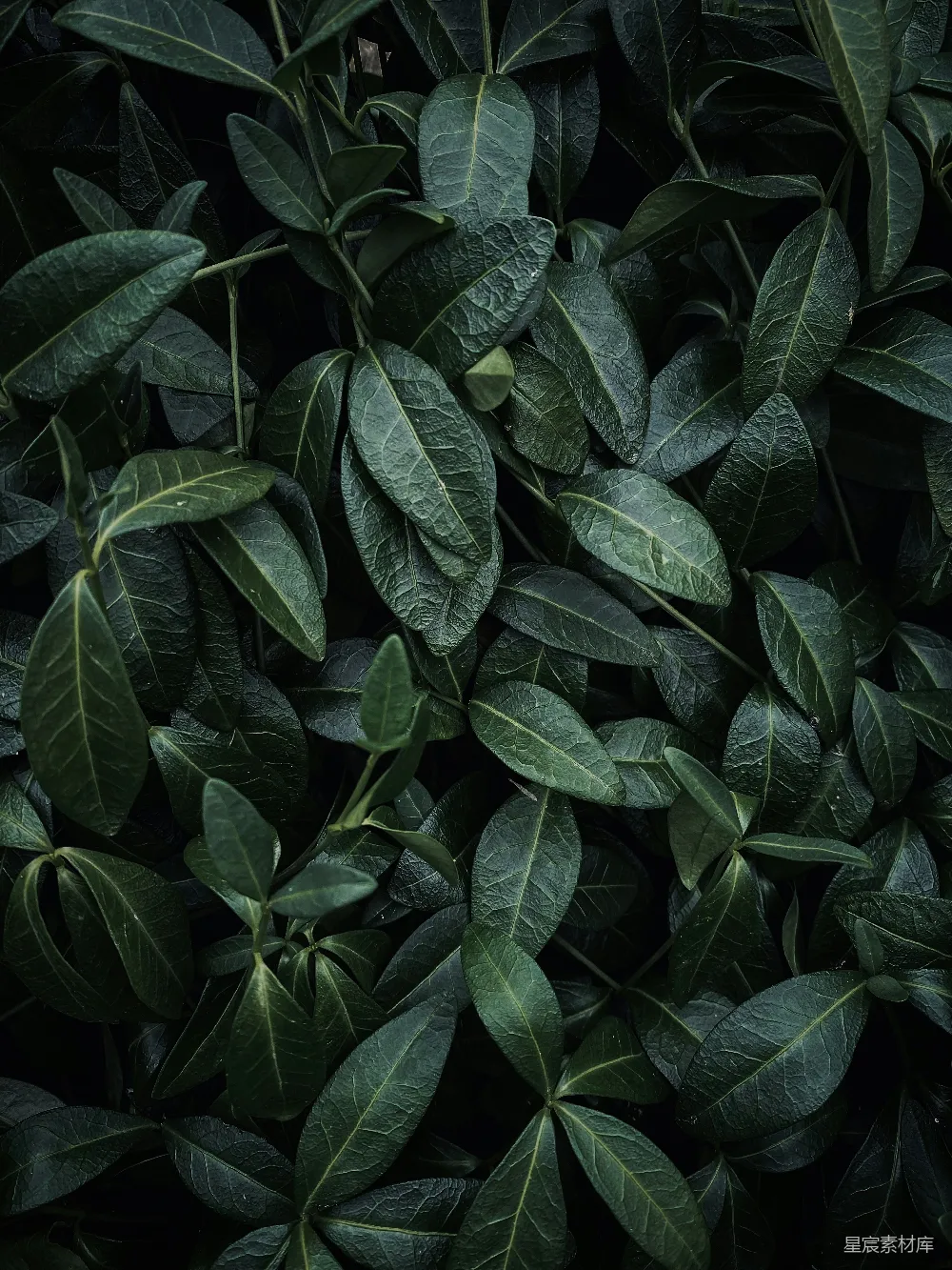 高清摄影 植物 自然 纹理 深绿色 背景 深绿植物叶片纹理