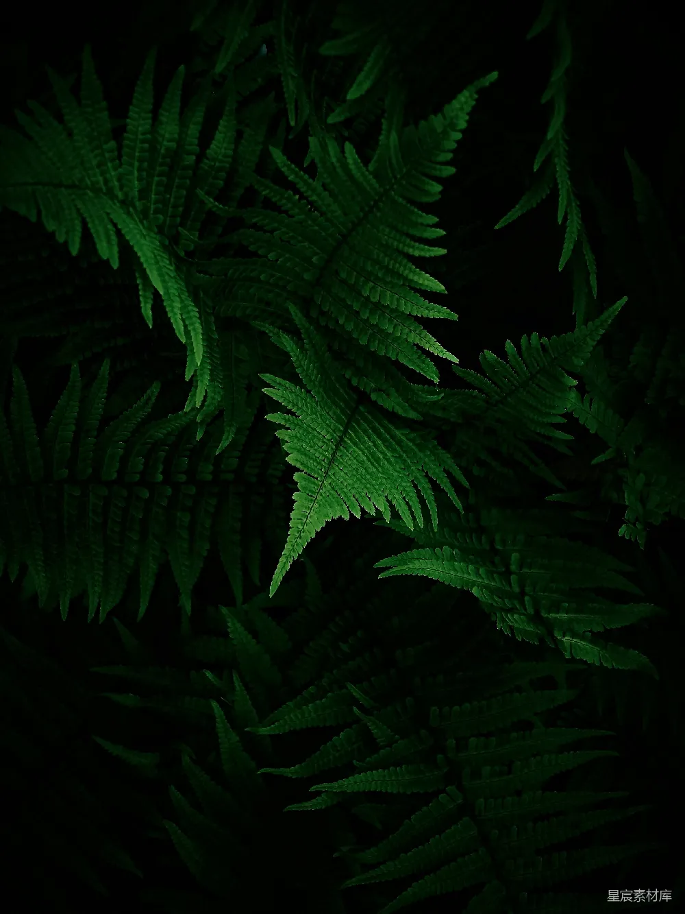 高清摄影 自然 植物 深绿色 蕨类植物 纹理 深绿色蕨类植物的自然纹理
