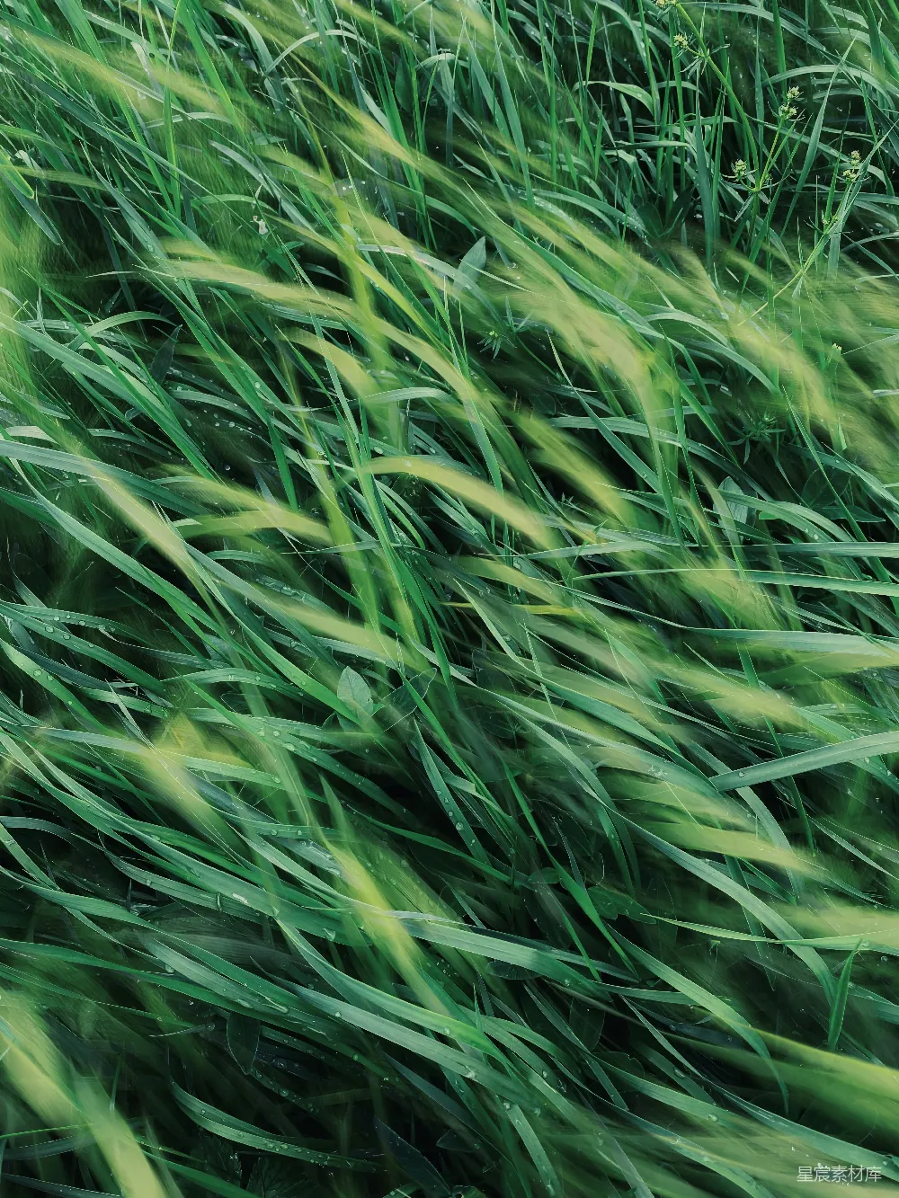 高清摄影 自然 绿色 草地 动态 户外 风吹草低见牛羊