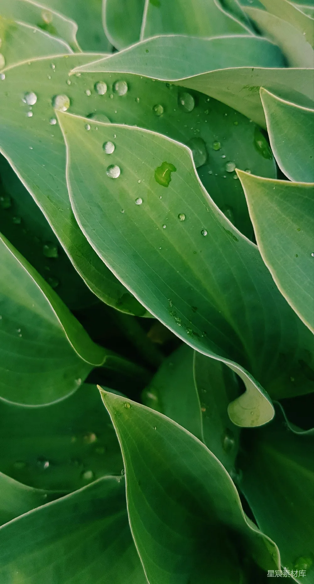 高清摄影 自然 绿色 水珠 植物 清新 雨后绿叶