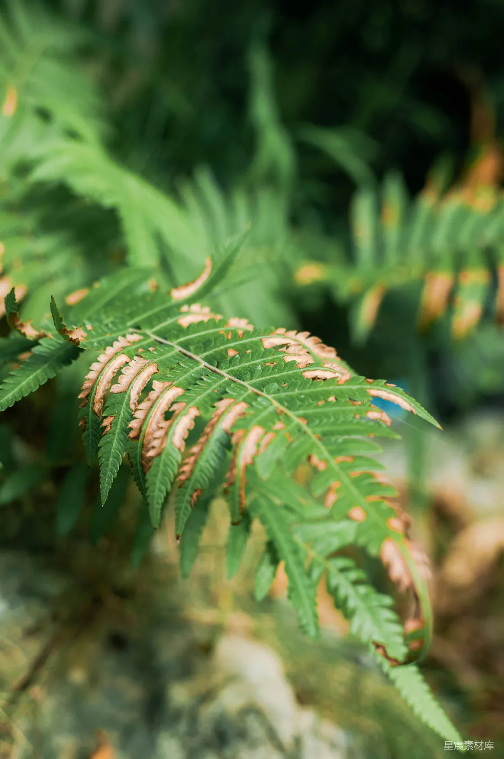 高清摄影 蕨叶 自然 绿色 植物 生态 蕨叶的自然之美
