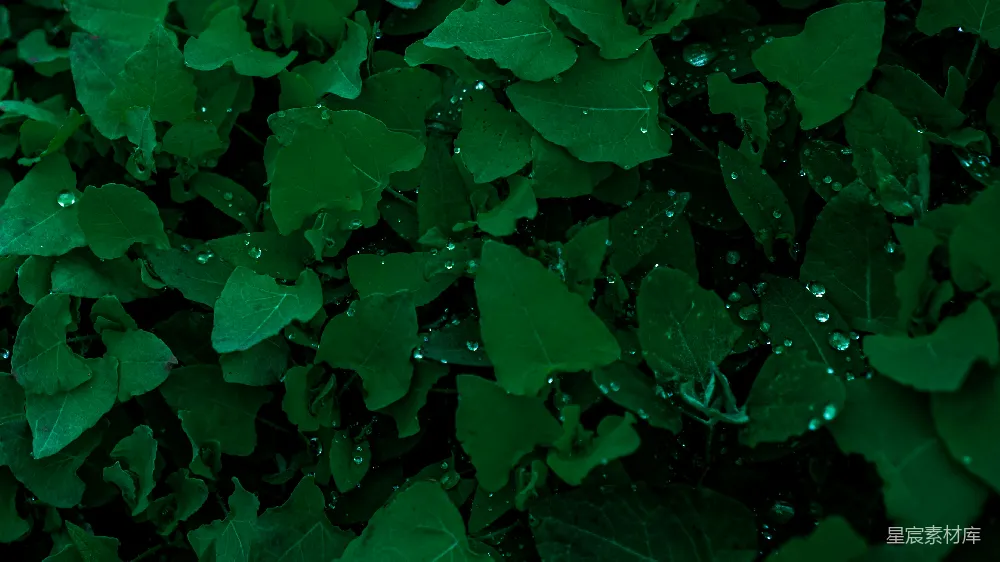 高清摄影 自然 绿色 雨滴 植物 清新 雨后绿叶