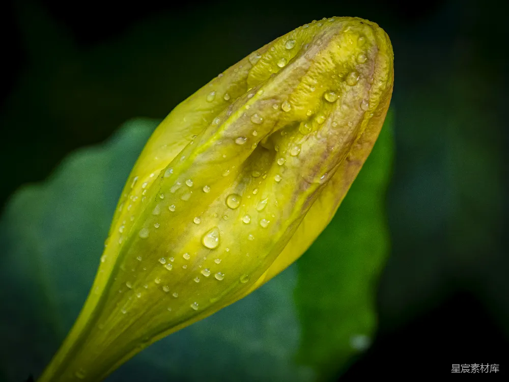 高清摄影 黄色花朵 雨滴 特写 自然美 花卉 雨后黄花