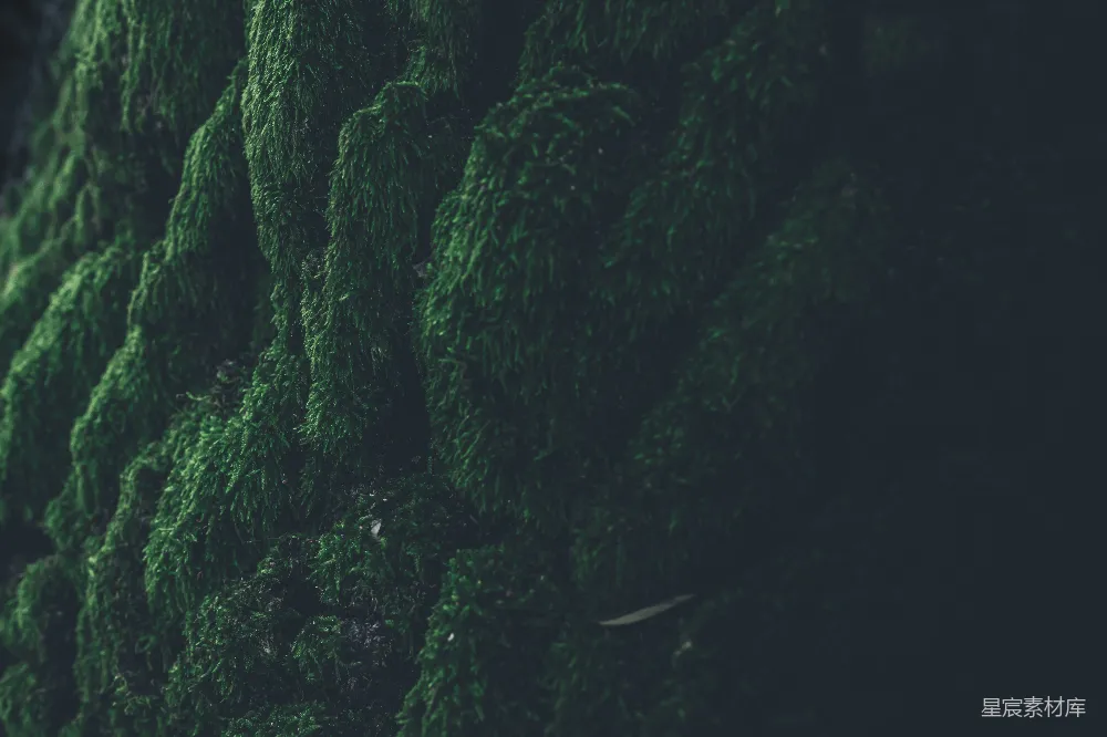 高清摄影 苔藓 自然 深色背景 纹理 户外 苔藓覆盖的树干