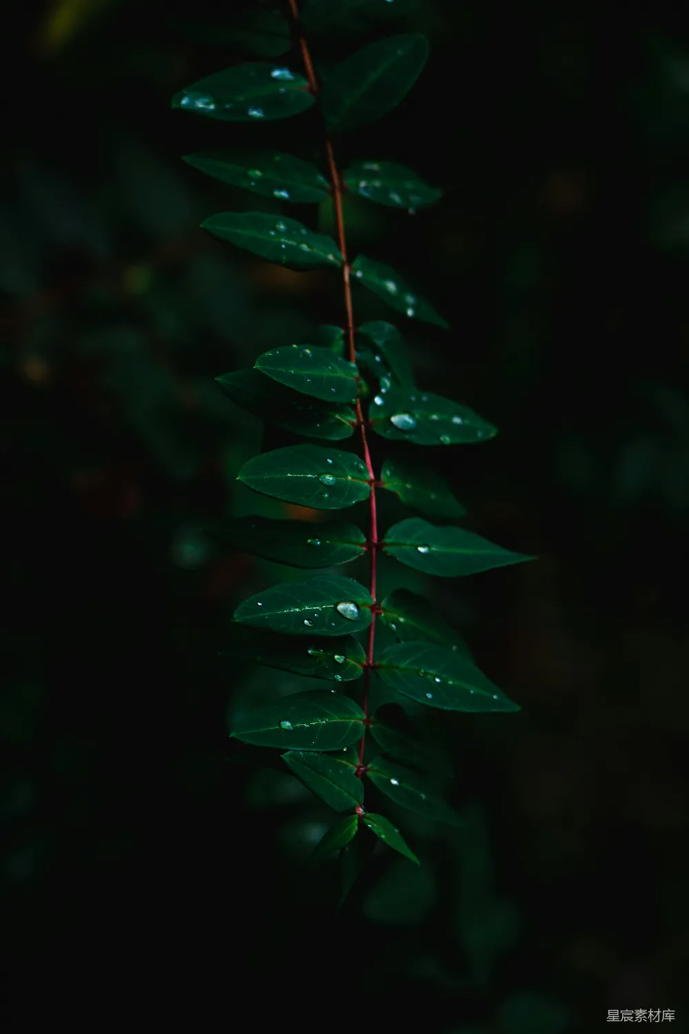 高清摄影 自然 植物 露珠 深色背景 清新 露珠点缀的绿色枝叶