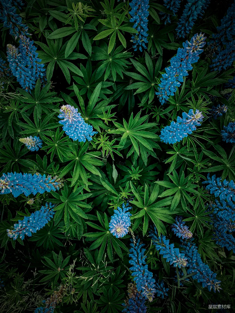 高清摄影 自然 花卉 户外 宁静 壁纸 蓝色花海与绿色叶片