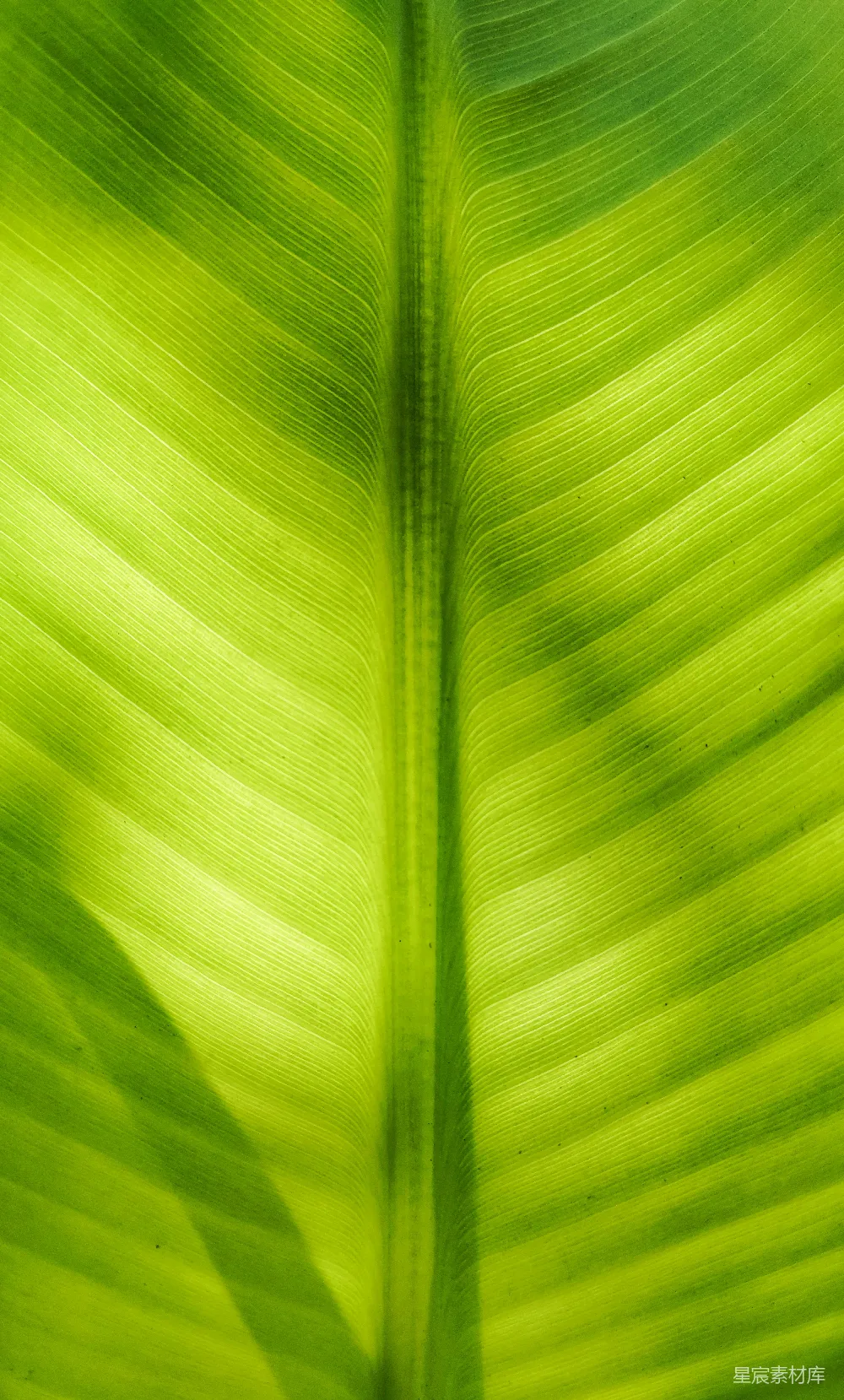 高清摄影 自然 绿色 植物 纹理 生态 绿叶纹理