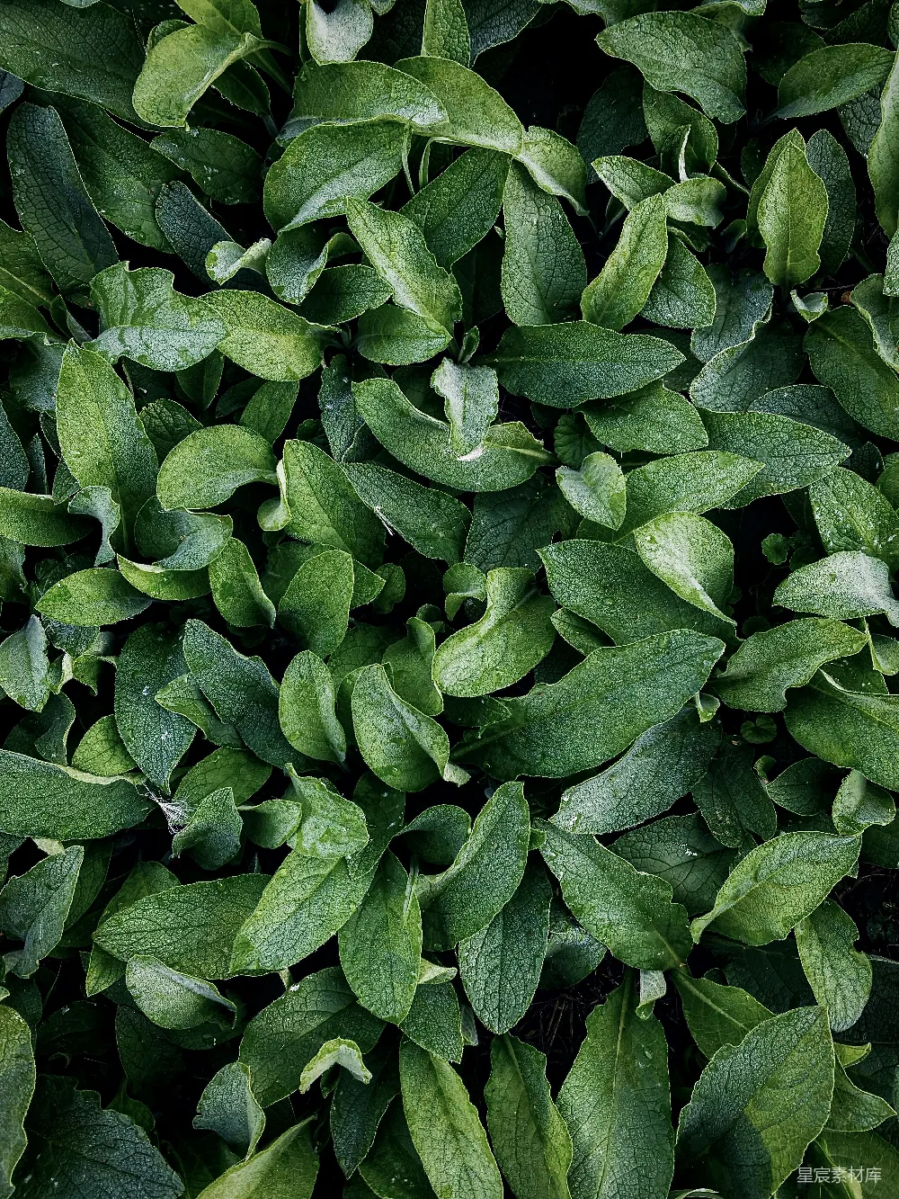 高清摄影 植物 自然 绿色 背景 生态 郁郁葱葱的绿叶植物