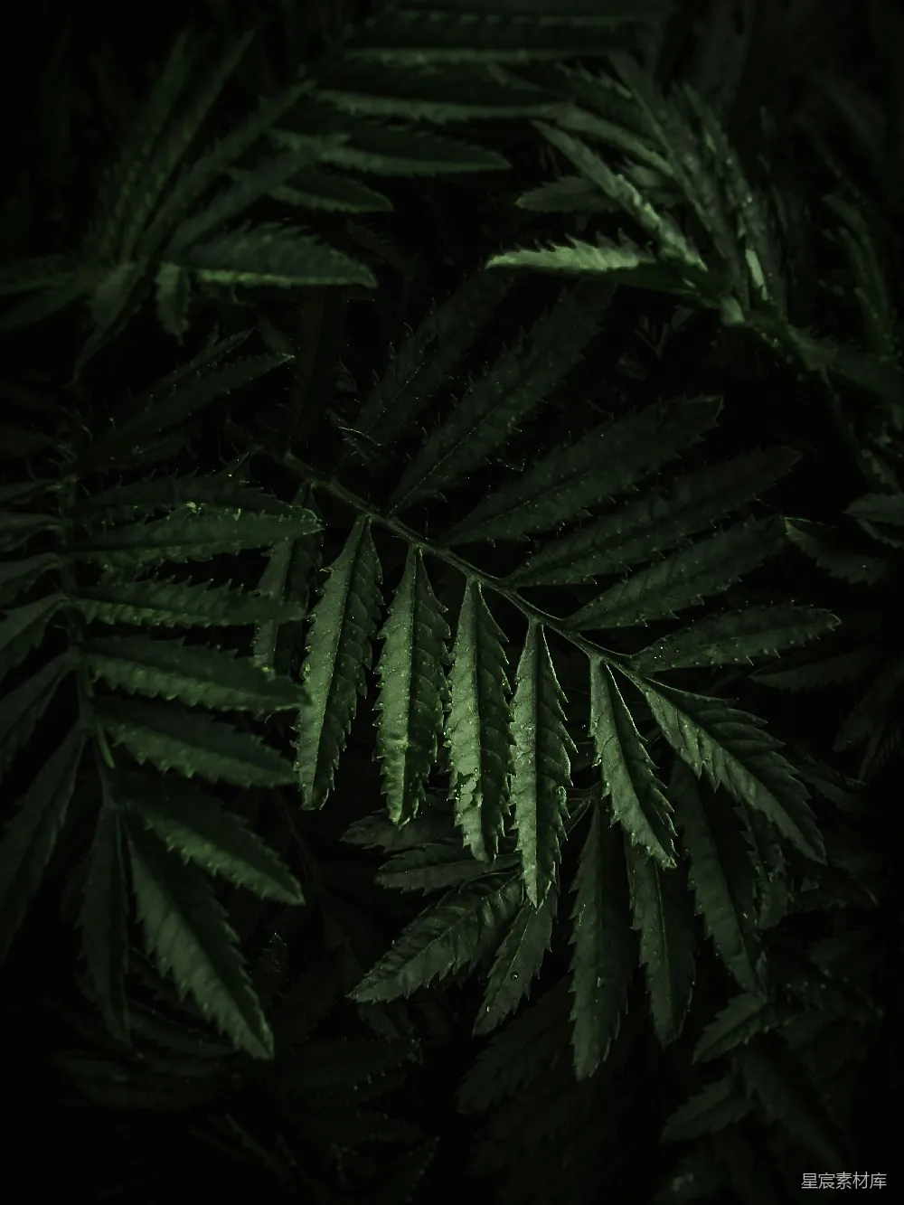 高清摄影 蕨类植物 夜景 自然 深绿色 植物 夜色中的蕨类植物